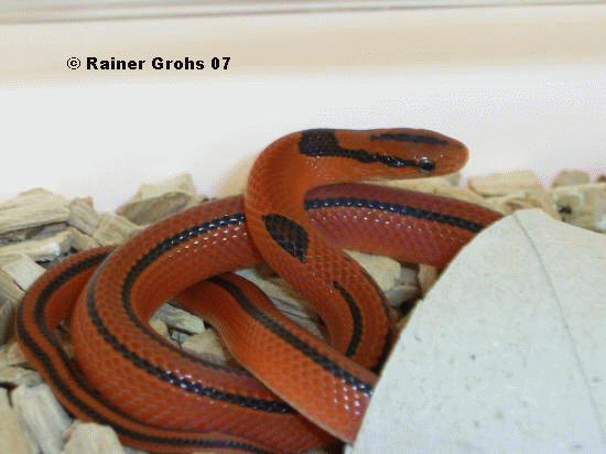 1,0 Oreocryptophis porphyraceus coxi (Thail. Bambusnatter) ZP2