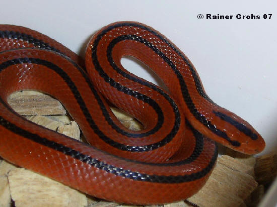 0,1 Oreocryptophis porphyraceus coxi (Thail. Bambusnatter) ZP2