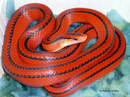 1,0 Oreocryptophis porphyraceus coxi (Thail. Bambusnatter) ZP1